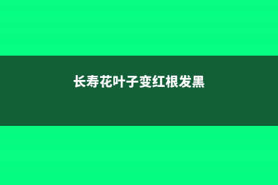 长寿花叶子变红怎么办 (长寿花叶子变红根发黑)