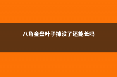 八角金盘掉叶子怎么办 (八角金盘叶子掉没了还能长吗)