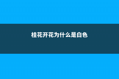 桂花开花为什么不香 (桂花开花为什么是白色)