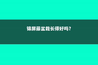 锦屏藤常见问题及解决办法 (锦屏藤盆栽长得好吗?)