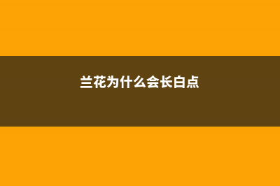 你家兰花为啥长不好，看看叶子就知道 (兰花为什么会长白点)