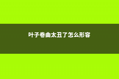 叶子卷曲太丑了，一招帮你解决 (叶子卷曲太丑了怎么形容)