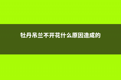 牡丹吊兰不开花怎么办 (牡丹吊兰不开花什么原因造成的)