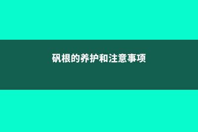 矾根常见问题及解决办法 (矾根的养护和注意事项)