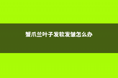 蟹爪兰叶子发软发蔫怎么办呢 (蟹爪兰叶子发软发皱怎么办)