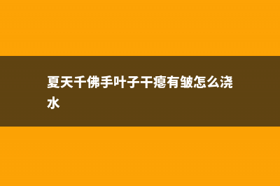 千佛手叶子皱了怎么办 (夏天千佛手叶子干瘪有皱怎么浇水)