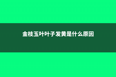 金枝玉叶叶子发软什么原因 (金枝玉叶叶子发黄是什么原因)