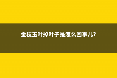 金枝玉叶掉叶子怎么办 (金枝玉叶掉叶子是怎么回事儿?)