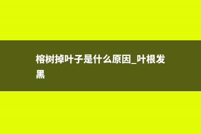 榕树掉叶子是什么原因 (榕树掉叶子是什么原因 叶根发黑)