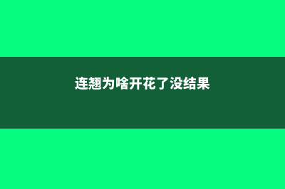 连翘只开花不结果怎么办 (连翘为啥开花了没结果)