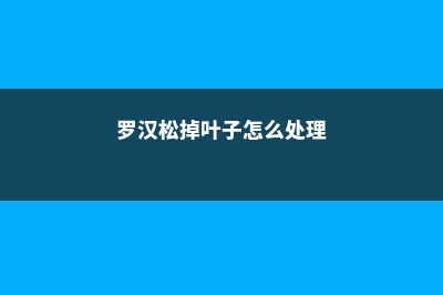 罗汉松掉叶子怎么办 (罗汉松掉叶子怎么处理)