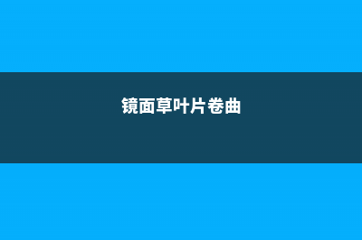 镜面草叶子卷曲是怎么回事 (镜面草叶片卷曲)