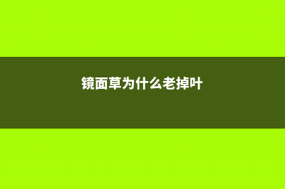 镜面草为什么爱掉叶子 (镜面草为什么老掉叶)