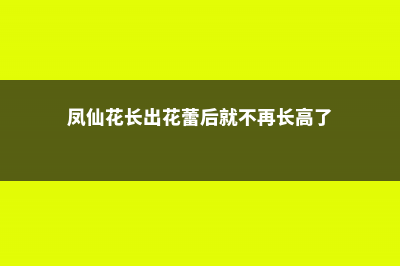 凤仙花苗徒长了怎么办 (凤仙花长出花蕾后就不再长高了)