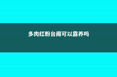 红粉台阁徒长了怎么办 (多肉红粉台阁可以露养吗)