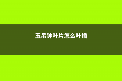 玉吊钟徒长怎么办 (玉吊钟叶片怎么叶插)