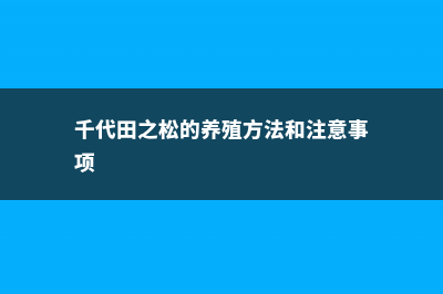 千代田之松徒长了怎么办 (千代田之松的养殖方法和注意事项)