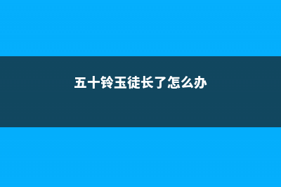 五十铃玉叶子发蔫怎么办 (五十铃玉徒长了怎么办)