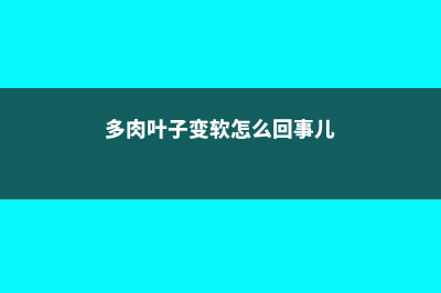 多肉叶子变软怎么回事 (多肉叶子变软怎么回事儿)