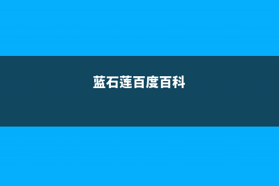 蓝石莲摊大饼是怎么回事 (蓝石莲百度百科)