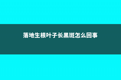 落地生根叶子长弯了怎么办 (落地生根叶子长黑斑怎么回事)