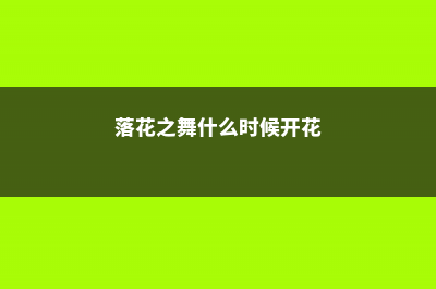 落花之舞叶片松软干瘪怎么办 (落花之舞什么时候开花)