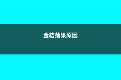 金桔落果什么原因 (金桔落果原因)