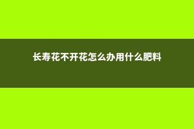 长寿花不开花怎么办 (长寿花不开花怎么办用什么肥料)