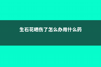 生石花晒伤了怎么办 (生石花晒伤了怎么办用什么药)