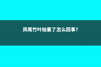 凤尾竹叶子枯萎怎么办 (凤尾竹叶枯萎了怎么回事?)