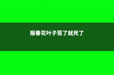 报春花枯萎了怎么办 (报春花叶子蔫了就死了)