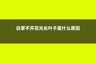 白掌不开花什么原因 (白掌不开花光长叶子是什么原因)