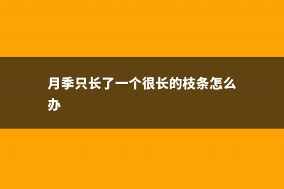 月季为何只长枝条而不开花 (月季只长了一个很长的枝条怎么办)