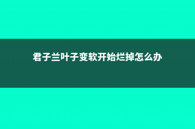 君子兰叶子变软是怎么回事 (君子兰叶子变软开始烂掉怎么办)