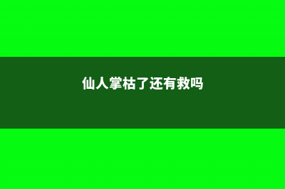 仙人掌枯萎了怎么办 (仙人掌枯了还有救吗)